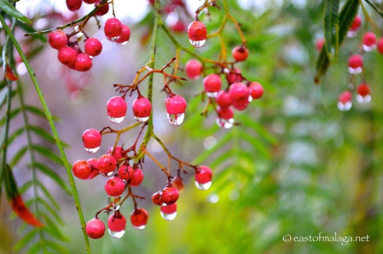 Raindrops on a pepper tree