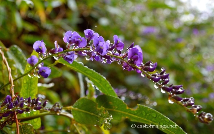Raindrops on purple flower