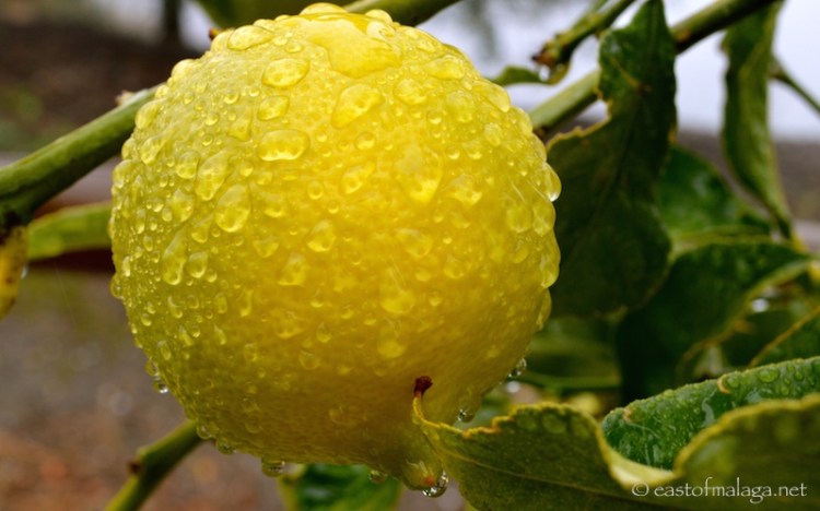 Raindrops on lemon