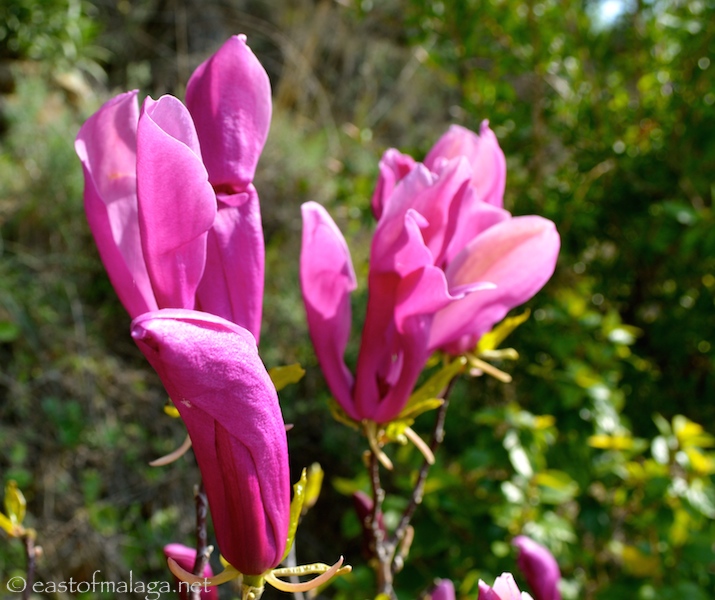Magnolia flower and bud