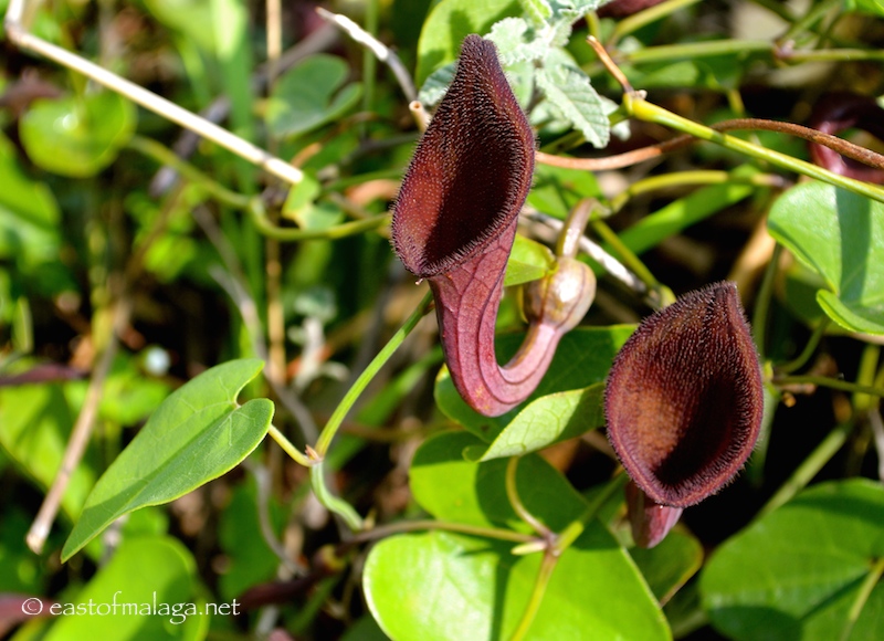 Dutchman's Pipe flowers