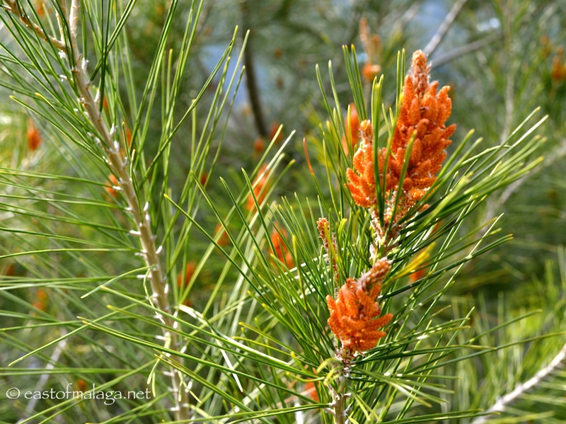 Pine tree in flower