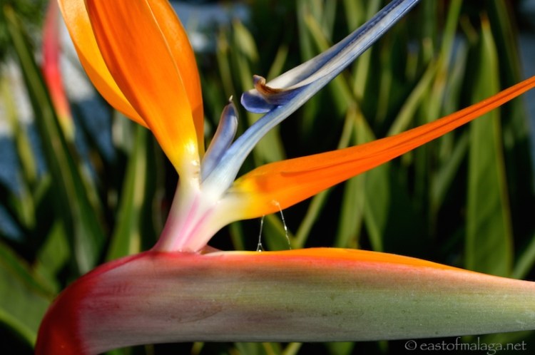 Bird of Paradise flower