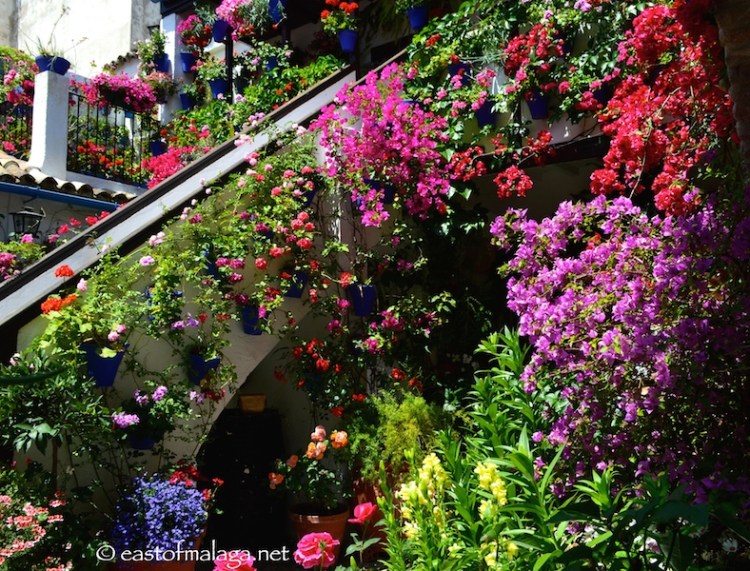Patio Festival, Cordoba , Spain