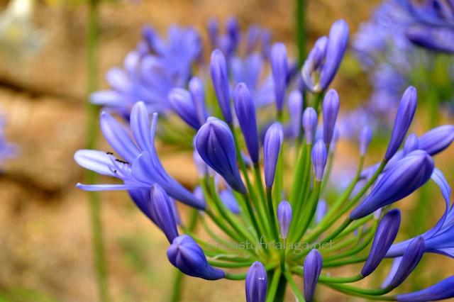 Agapanthus