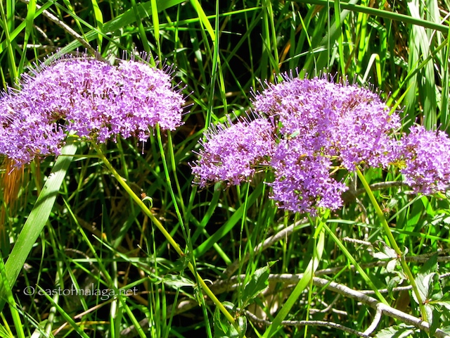 Flowers near the River Chillar, Nerja
