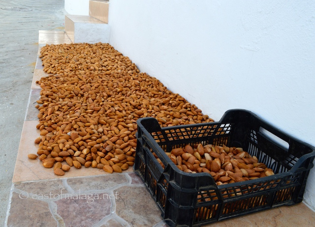 Almonds, Canillas de Aceituno