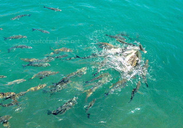 Feeding frenzy at Marina del Este