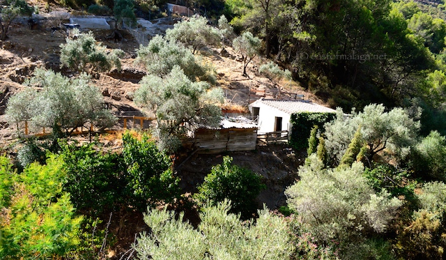 Mules in El Acebuchal 