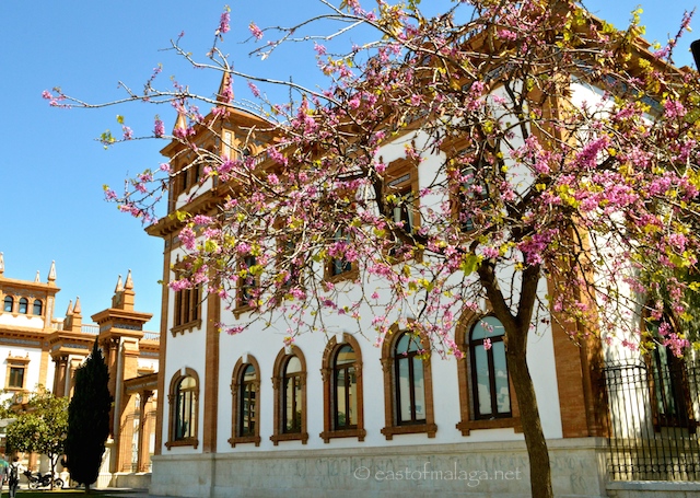 Blossom outside the old Tobacco Factory, Malaga