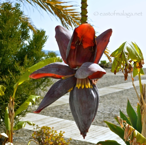 Banana flower - Torre del Mar