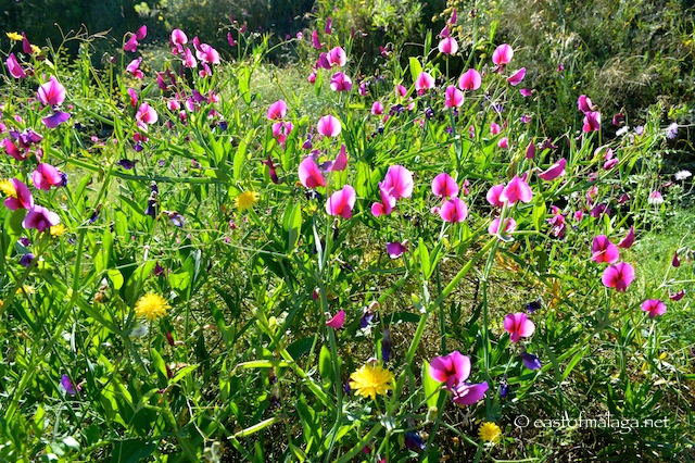 Wild Sweetpeas