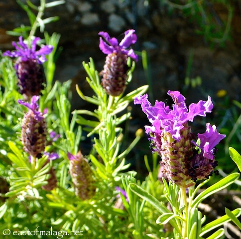 Wild lavender