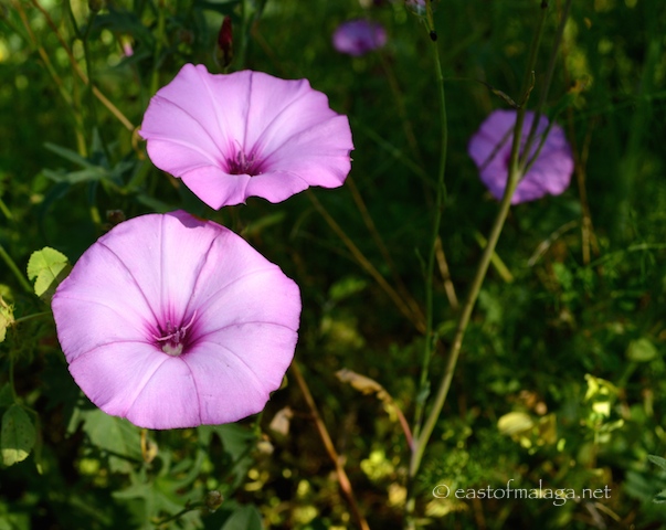 wildflowers of Spain