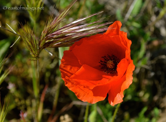 wild poppies in Andalucia