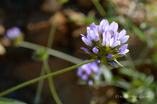 wildflowers of Andalucia