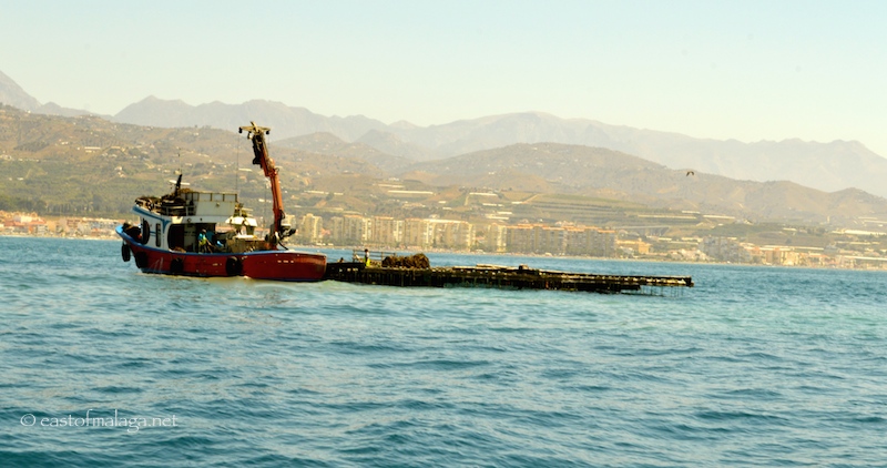 Harvesting the mussel beds off Caleta