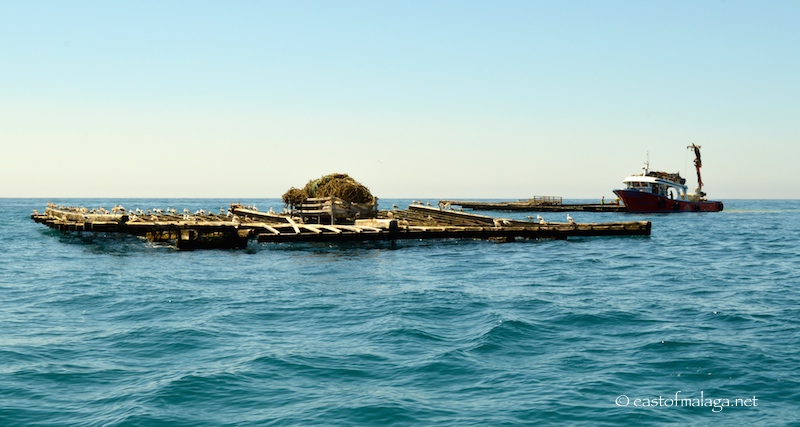 Mussel beds off Caleta