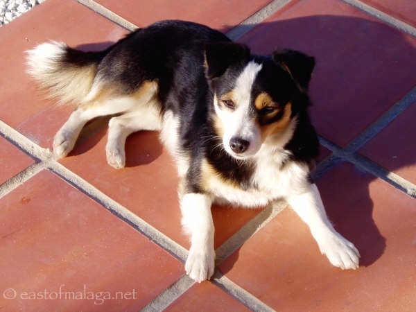 Lucero - our campo dog