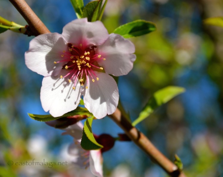 First Almond blossom